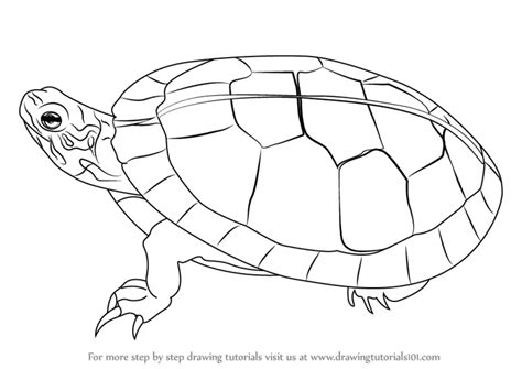 turtle images drawing|How to Draw a Painted Turtle.